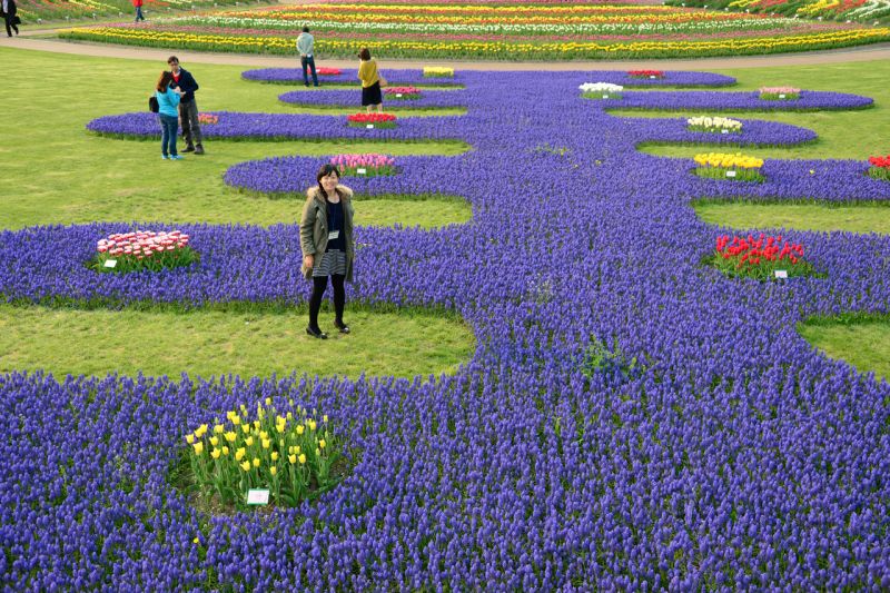 đồng hoa Tulip Kami-yubetsu